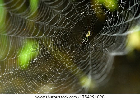 A female spider standing in a dim place waiting for a spider's web Royalty-Free Stock Photo #1754291090