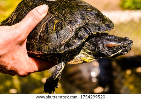 Common turtle Slider Trachemys scripta
