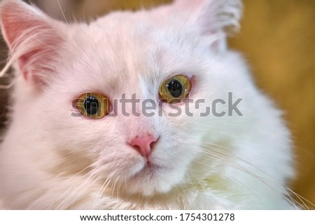 portrait of a white cat with yellow eyes blur background