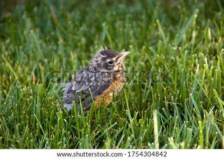 American Robin Baby Bird Fledgling in Summer Royalty-Free Stock Photo #1754304842