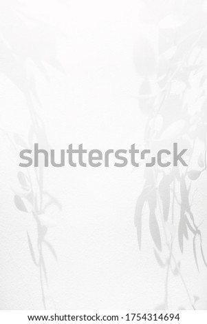 blur shadow of leaf tree on gray wall background 