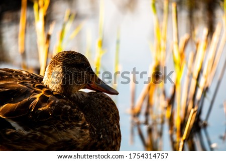 Golden duck in the sun