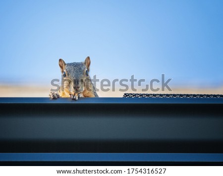Squirrel peeking out from the gutter edge on the roof. Blue sky background with copy space.