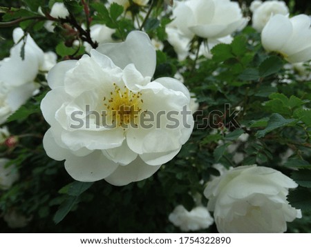 delicate white rosehip flowers on a blurred green foliage background