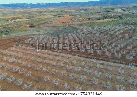 almond blossom fields in spring with a bird's eye view, drone concept.