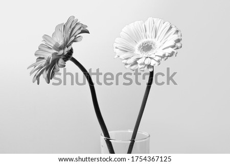 Beautiful gerbera flowers Isolated on white background