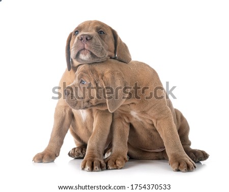 puppies italian mastiff in front of white background