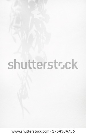 blur shadow of leaf tree on gray wall background - Dischidia sp