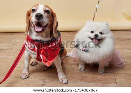 Basset Hound And Pomeranian Babaydog