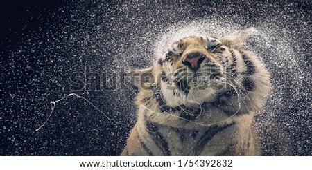 Bengal Tiger Shaking water off