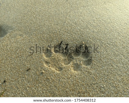 Dog Foot Print On Sandy Evening Beach