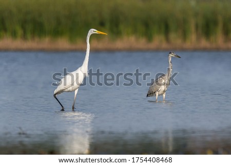Grey heron and grat white egret, watching for food on shallow lake