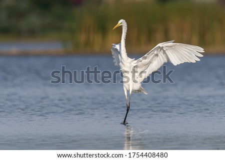 Great egret spreading wings, standing in shallow water