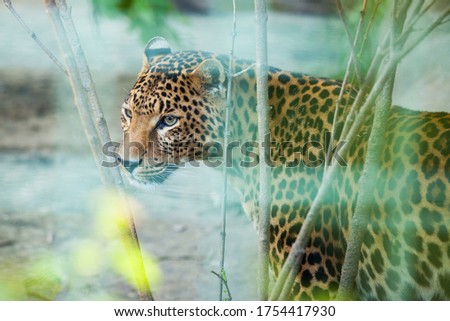 Wild african cheetah, guepard in a zoo cage.