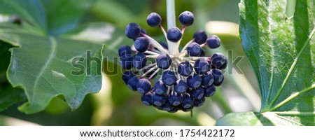 Beautiful blue berrries of the hedera helix or bush ivy