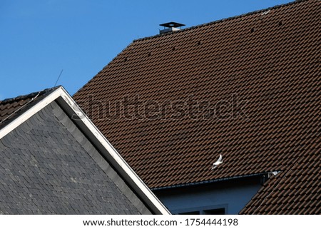 white birds fly in front of the house roof