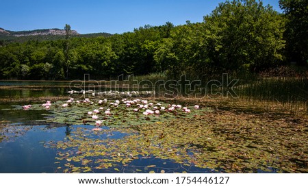 Beautiful blooming pink water lilies with big green leaves.Concept of calmness and harmony. Flower background.