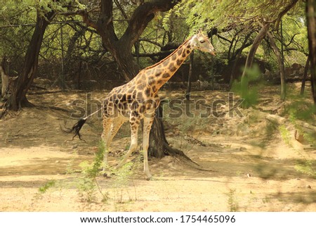 Giraffe is the tallest living terrestrial animal and the largest ruminant. It is traditionally considered to be one species.