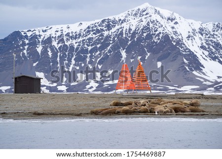 Walrus colony at "Polepynten" lying on a beach. Orange landmarks standing next to the group of walrus.
