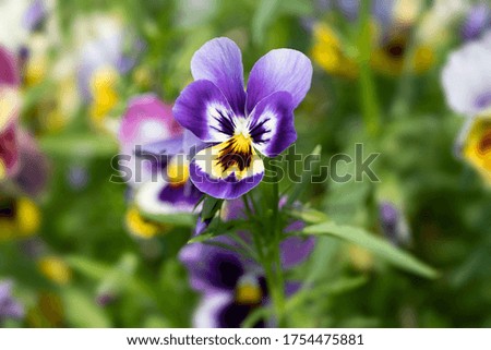Cute violet pansy flower on the green meadow