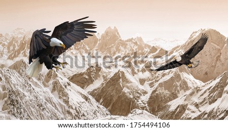 Picture of snowy mountains with hawks