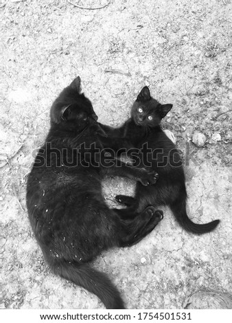 Cute black mom cat and baby cat