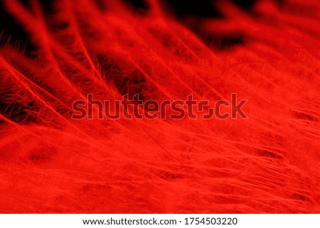Macro shot of a bird feather. Backlit with red light.