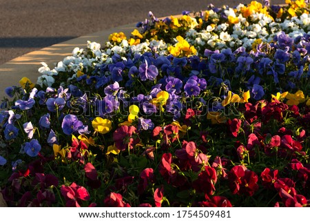 Beautiful meadow in the garden with Pansies flowers. Garden viola flowers in a flower bed in the soft evening light. Multicolored floral background. Yellow,lilac, red and white shades.