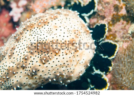 Underwater image black-spotted Sea Cucumber in the Pacific Ocean. Pacific marine fauna. Koh lippe island