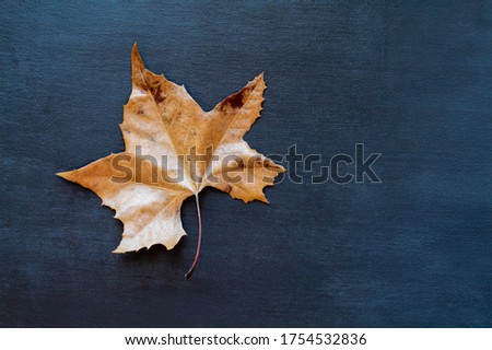 Dried and dead Autumn Sycamore leaf shot over a textured black blue wooden background or table. Top view. 