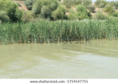 green reeds by the river
