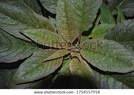 The picture of stem amaranth