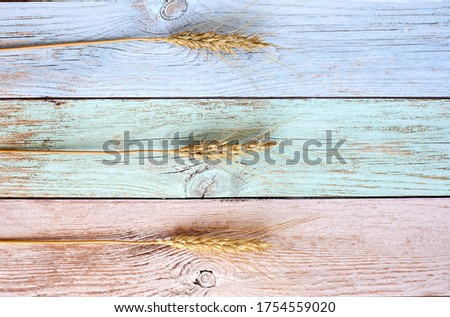 spikelets are located on a colorful background. High quality photo