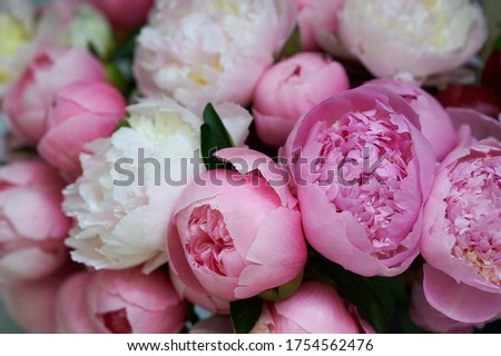 Background with beautiful flowers peonies. White and pink peony.