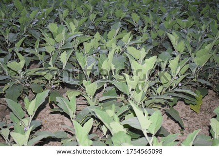 The picture of aubergine field.