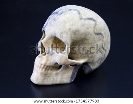 3D printed skull with gypsum as material and as side view picture