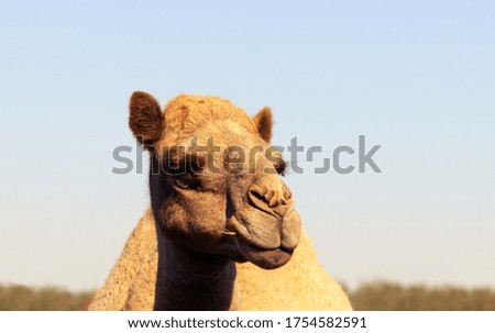 African Camel in the Namib desert.  Funny close up. Namibia, Africa