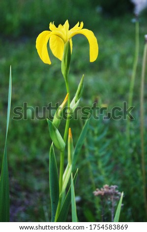 Iris flower. Garden and meadow flower on a green summer background.