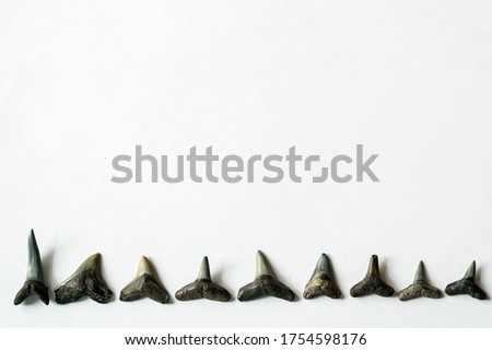 Shark fossil tooth layout with copy space