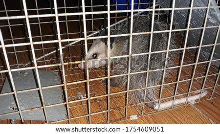 Possum in a metal trap