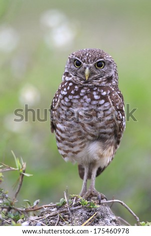Adult Burrowing Owl looking backwards and watching the photographer.