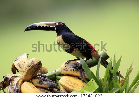 Collared Aracari perched on a bunch of bananas in the lowlands of Costa Rica