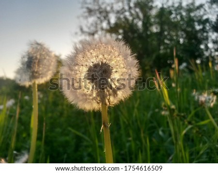 dandelion seeds flying trough air. plant silhouette at sunset