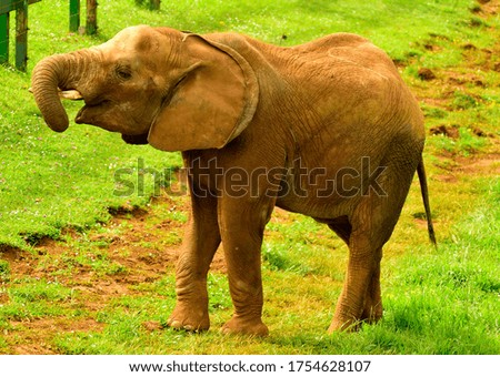 elephant enjoying a relax moment 