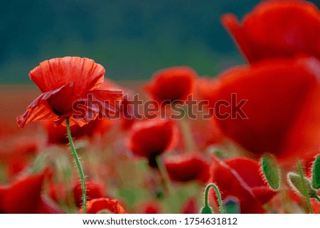 red poppy bloom on meadow in evening light. wonderful nature background in summer landscape