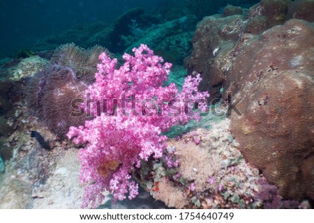 Underwater image purple soft coral in the pacific ocean. Pacific marine fauna. Koh lippe island