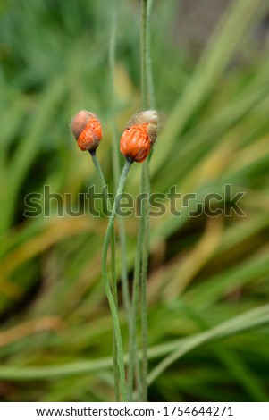 Moroccan poppy flower bud - Latin name - Papaver atlanticum
