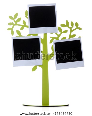 Holder in form of tree with instant photo cards isolated on white