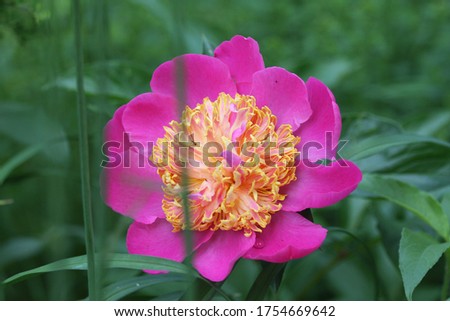 Blume Gelb Grün Pink and a big Flower