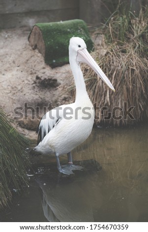 A Bird Standing On The Edge Of A Lake 